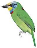 Taiwan Barbet Illustration