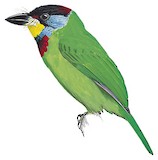 Chinese Barbet Illustration