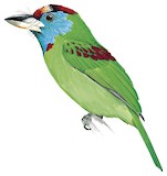 Blue-throated Barbet Illustration