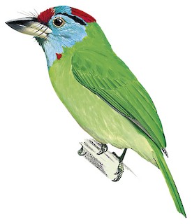 Psilopogon asiaticus davisoni