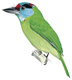 Turquoise-throated Barbet Illustration