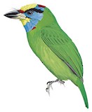 Indochinese Barbet Illustration