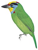 Black-browed Barbet Illustration