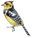 Crested Barbet Illustration