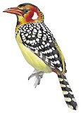 Red-and-yellow Barbet Illustration