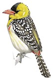 Yellow-breasted Barbet Illustration