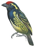 Yellow-spotted Barbet Illustration