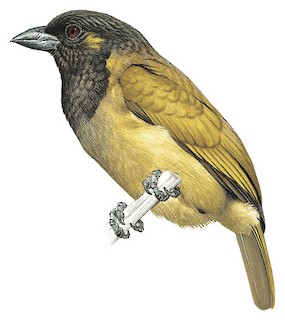 Cryptolybia olivacea belcheri