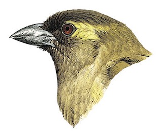 Cryptolybia olivacea woodwardi