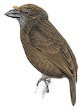 Grey-throated Barbet Illustration