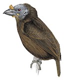 Sladen's Barbet Illustration