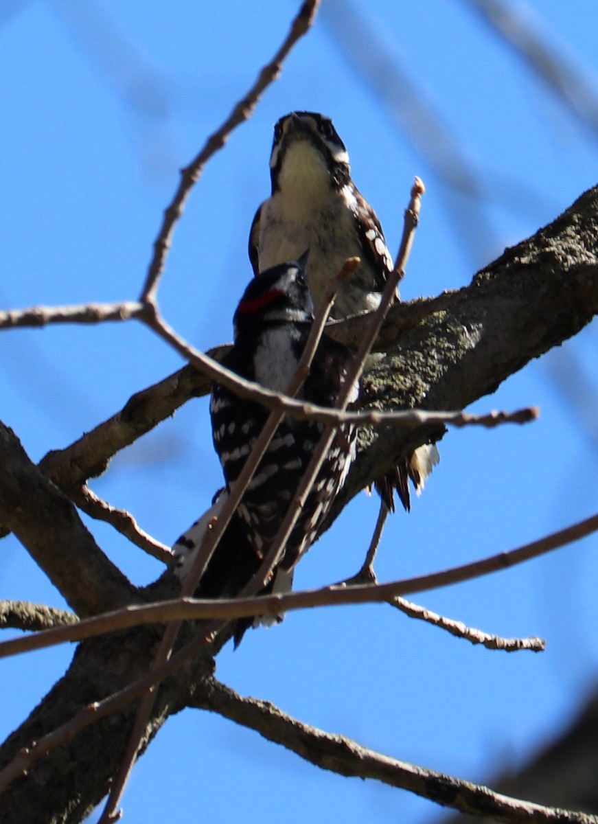 Downy Woodpecker - ML151461101