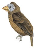 Naked-faced Barbet Illustration