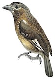 Whyte's Barbet Illustration