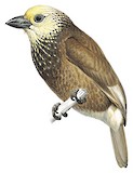 Anchieta's Barbet Illustration