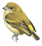 Green Tinkerbird Illustration