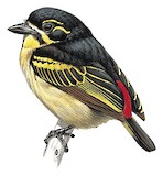 Red-rumped Tinkerbird Illustration