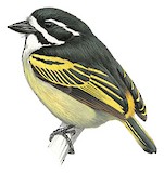 Yellow-rumped Tinkerbird Illustration