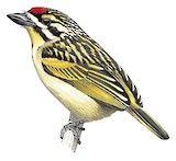 Red-fronted Tinkerbird Illustration