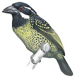 Hairy-breasted Barbet Illustration