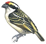 Red-fronted Barbet Illustration