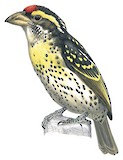 Miombo Pied Barbet Illustration