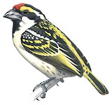 Acacia Pied Barbet Illustration