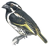 Spot-flanked Barbet Illustration