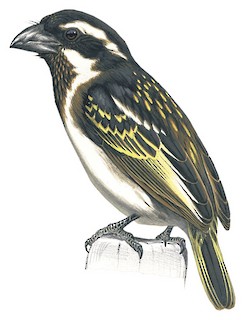 Tricholaema melanocephala blandi