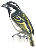 Black-throated Barbet Illustration