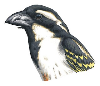 Tricholaema melanocephala stigmatothorax