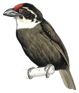Lybius undatus leucogenys