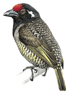 Lybius undatus leucogenys