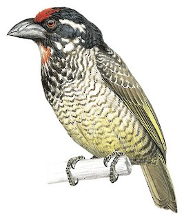 Lybius undatus leucogenys