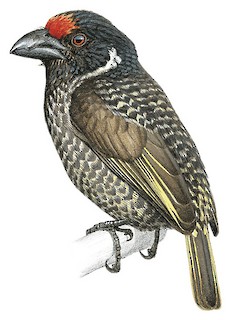 Lybius undatus salvadorii