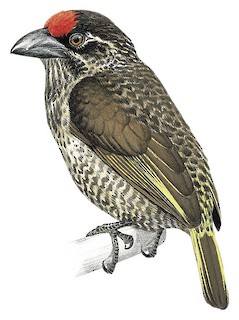 Lybius undatus thiogaster