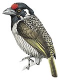 Banded Barbet Illustration