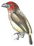 Vieillot's Barbet Illustration