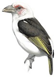 Chaplin's Barbet Illustration