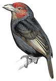 Red-faced Barbet Illustration