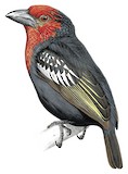 Black-billed Barbet Illustration