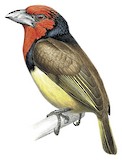 Black-collared Barbet Illustration