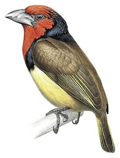 Black-collared Barbet - Lybius torquatus - Birds of the World