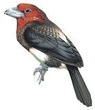 Brown-breasted Barbet Illustration