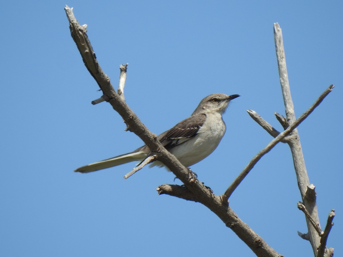 Northern Mockingbird - Álvaro de las Heras