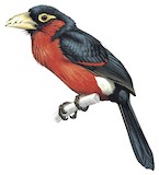 Double-toothed Barbet Illustration