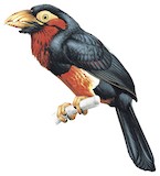 Bearded Barbet Illustration