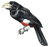 Black-breasted Barbet Illustration