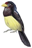 Yellow-billed Barbet Illustration