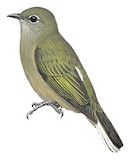 Cassin's Honeybird Illustration